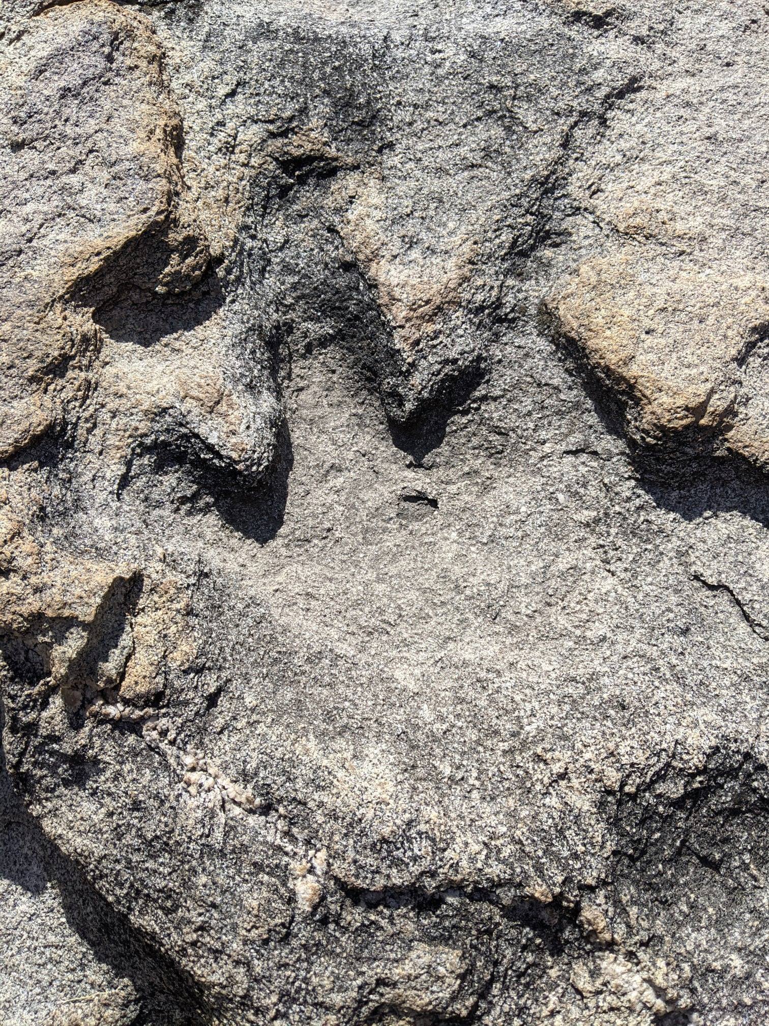 151391463 3629373503776381 4252440280094767156 n Picture of a Dinosaur Track in the desert.